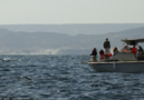 Las ballenas llegan a Tumbes y Piura, la experiencia perfecta para los viajeros ecuatorianos