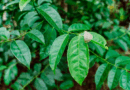 Extracción supercrítica: un avance para la guayusa con menos cafeína