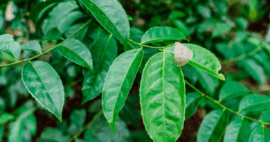 Extracción supercrítica: un avance para la guayusa con menos cafeína
