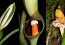 UNA NUEVA ESPECIE DE PLANTA DESCUBIERTA EN LOS BOSQUES DE MASHPI