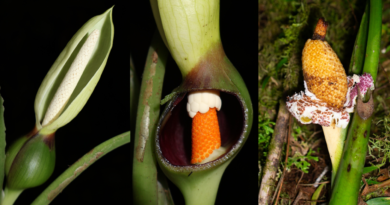 UNA NUEVA ESPECIE DE PLANTA DESCUBIERTA EN LOS BOSQUES DE MASHPI